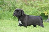 CANE CORSO 1268